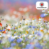 Mélange de Graines de Fleurs Sauvages – 100 grammes | Bon pour les Abeilles, Papillons & la Biodiversité | ± 30–50 m²
