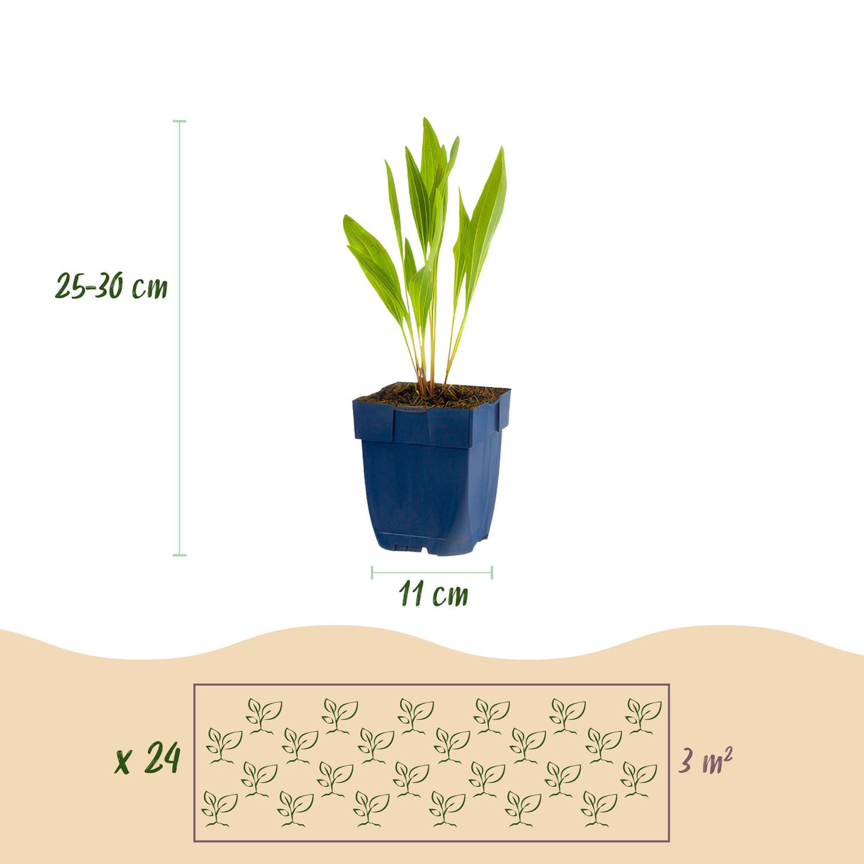 Borderpakket - Bijen en Vlinderlokkend - 24 Vaste planten - 3 m2 - Diversen kleuren - Weinig Onderhoud - Pot 11cm