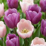 24x Tulipa Macron mix - Tulp Macron mix - Diversen - Voorjaarsbloeier - Bolmaat 11/12