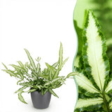 Pteris cretica Albolineata - Lintvaren - Huisdiervriendelijke Plant - Groen - 1 Plant - met Potter Grijs - Pot 12cm - Hoogte 20cm