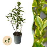 Green boutiQ - Haagplanten - Ligustrum ovalifolium Aureum - blad geel groen - 8 planten - 1 strekkende meter - groenblijvend - pot  9cm hoogte 35-40cm