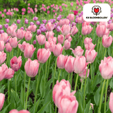 Tulpenzwiebeln Apricot Delight – 20 Stück | KH Bloembollen® | Rosa Apricot Tulpe – Sanft & Frisch – Geschenk für Garten oder Topf – Größe 11/12 – Frisch vom Züchter!