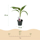Green boutiQ - Fruitplant - Bananen plant - Musa sikkemensis Red Tiger - Winterhard - 6 planten - Pot 12cm Hoogte 30cm