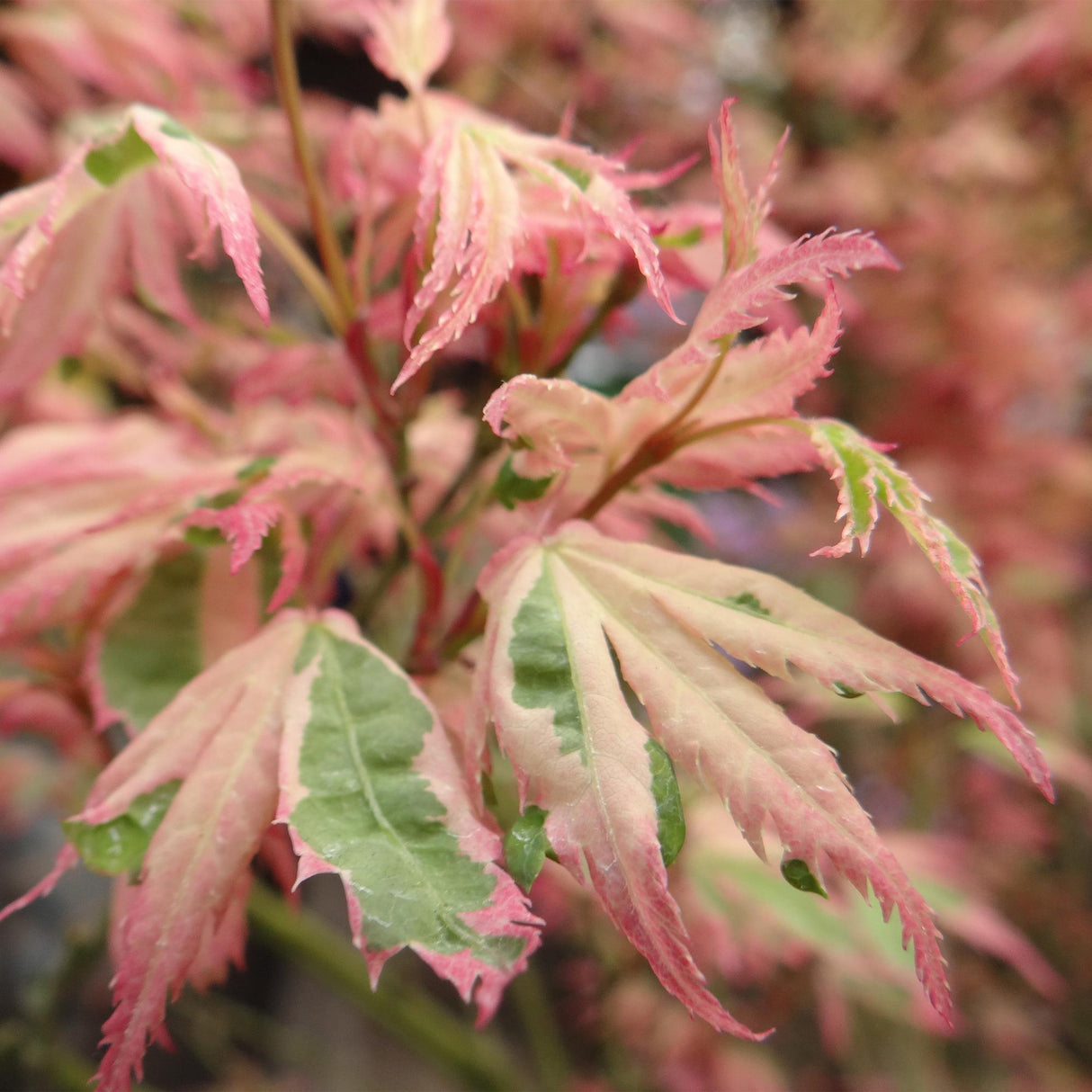 Japanse Esdoorn - Acer palmatum Iyoshi - Roze - x2 -  ↕70cm - Ø19cm