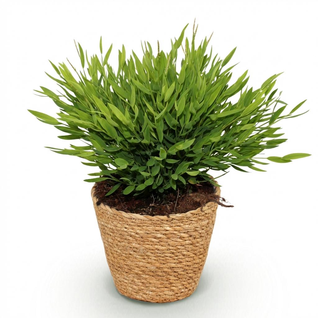 Bamusa Pogonatherum Monica - Bamboegras - Huisdiervriendelijke Plant - Groen - 1 Plant - met Mand - Pot 12cm - Hoogte 20cm