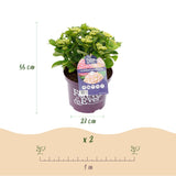 Hortensia - Hydrangea Forever & Ever - Roze - 7-12 Bloemen - Pot 23cm Hoogte 55cm