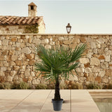 Trachycarpus Fortuneii - 160-180cm - Ø30