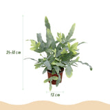 Phlebodium aureum Blue Star - Blauwe Varen - Huisdiervriendelijke Plant - Blauw - 1 Plant - met Potter Grijs - Pot 12cm - Hoogte 25cm