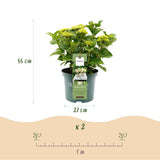 Hortensia - Hydrangea Magical Nobless - Wit - 6-10 Bloemen - Pot 23cm Hoogte 55cm