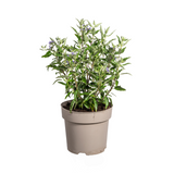 Caryopteris x Clandonensis Ø19cm - ↕40 - 50cm