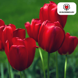 Bulbes de tulipes Seadov – 20 pièces | KH Bloembollen® | Tulipe rouge foncé – Puissante, Classique & Intemporelle – Pour jardin ou pot – Taille 11/12 – Frais du producteur