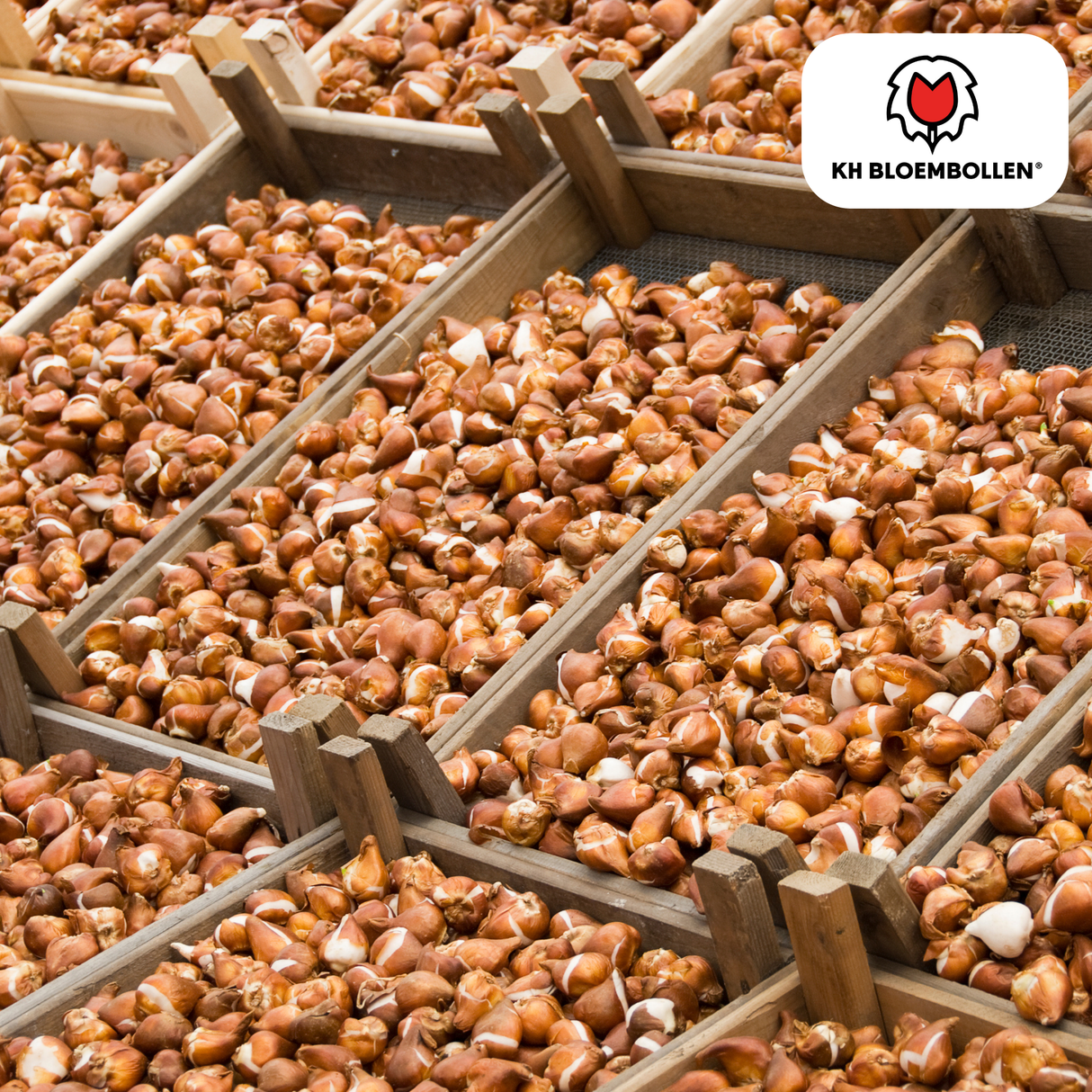 Tulpenbollen Jan Seignette – 20 Stuks | KH Bloembollen® | Rood-Geel Gestreepte Tulp – Klassiek & Opvallend – Voor Tuin of Pot – Maat 11/12 – Vers van de Teler