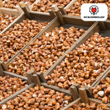 Tulpenbollen Jan Seignette – 20 Stuks | KH Bloembollen® | Rood-Geel Gestreepte Tulp – Klassiek & Opvallend – Voor Tuin of Pot – Maat 11/12 – Vers van de Teler