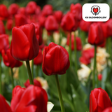 Tulpenbollen Ile de France – 20 Stuks | KH Bloembollen® | Dieprode Tulp – Klassiek, Krachtig & Elegant – Voor Tuin of Pot – Maat 11/12 – Vers van de Teler