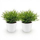 Bamusa Pogonatherum Monica - Bamboegras - Huisdiervriendelijke Plant - Groen - 2 Planten - met Potter Wit - Pot 12cm - Hoogte 20cm
