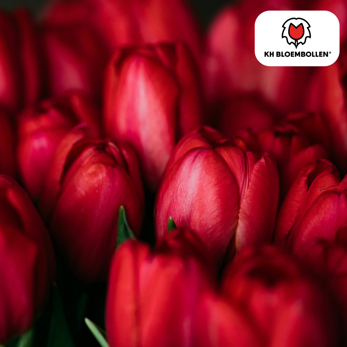 Tulpenbollen Ile de France – 20 Stuks | KH Bloembollen® | Dieprode Tulp – Klassiek, Krachtig & Elegant – Voor Tuin of Pot – Maat 11/12 – Vers van de Teler