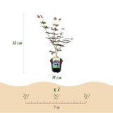 Green boutiQ - Terrasplant - Japanse Esdoorn - Acer palmatum Trompenburg -Donker Paars - 2 Planten - Bladverliezend - Pot 19cm Hoogte 70cm