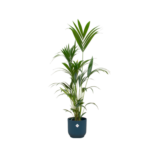 Kentia palm + Pot Blauw - ↕160cm - Ø30cm