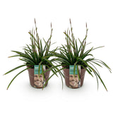 Green boutiQ - Siergrassen -  Carex morrowii Irish Green - Groen & Geel - 2 Planten - Bladhoudend - Weinig Onderhoud - Pot 17cm Hoogte 50cm