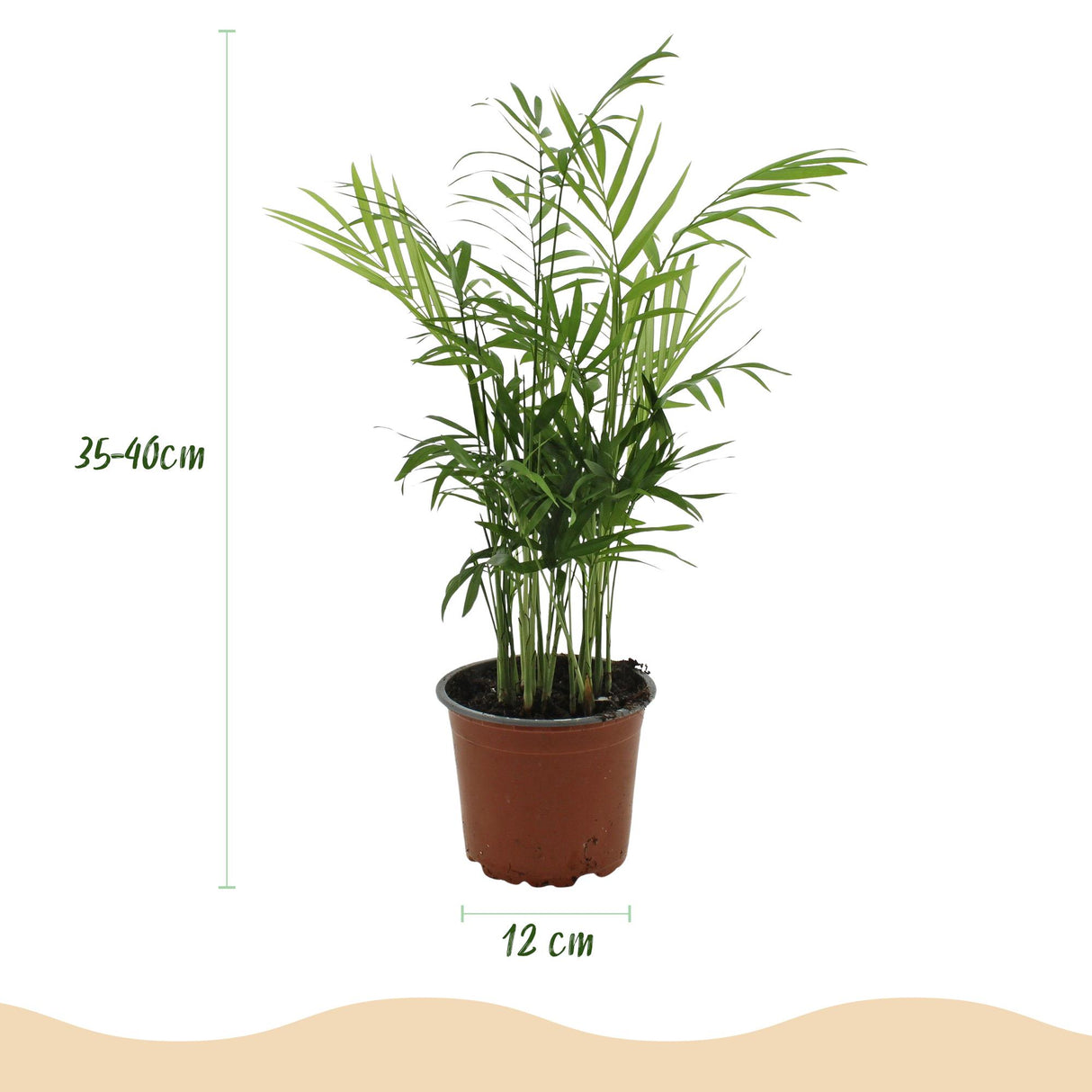 Chamaedorea elegans - Goudpalm - Huisdiervriendelijke Plant - Groen - 4 Planten - met Potter Wit - Pot 12cm - Hoogte 15cm