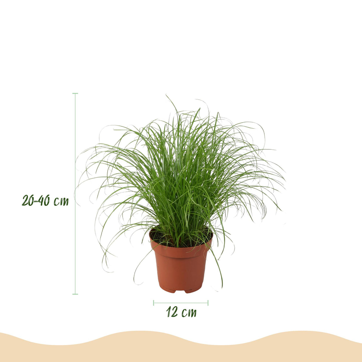 Chlorophytum - Cyperus - Phlebodium - Marantha - Mix van 4 - Huisdiervriendelijke Planten - Groen - 4 Planten - met Potter Grijs - Pot 12cm - Hoogte 25cm