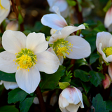 Helleborus niger ‘Christmas Carol’ – Set van 48 Kerstrozen (8 x Sixpack)