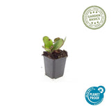 48x Bergenia cordifolia 'Herbstblüte'  - ↕10-25cm - Ø9cm