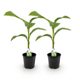 Green boutiQ - Fruitplant - Bananen plant - Musa Basjoo - Winterhard - 2 planten - Pot 17cm Hoogte 40cm