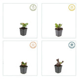 48x Bergenia cordifolia 'Herbstblüte'  - ↕10-25cm - Ø9cm