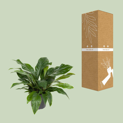 Flamingoplant / Anthurium – ↕70cm – ⌀30cm