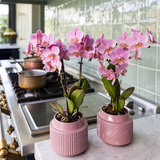 Kolibri Orchids | COMBI DEAL van 2 Phalaenopsis orchideeën - Treviso - potmaat Ø9cm | bloeiende kamerplant - vers van de kweker