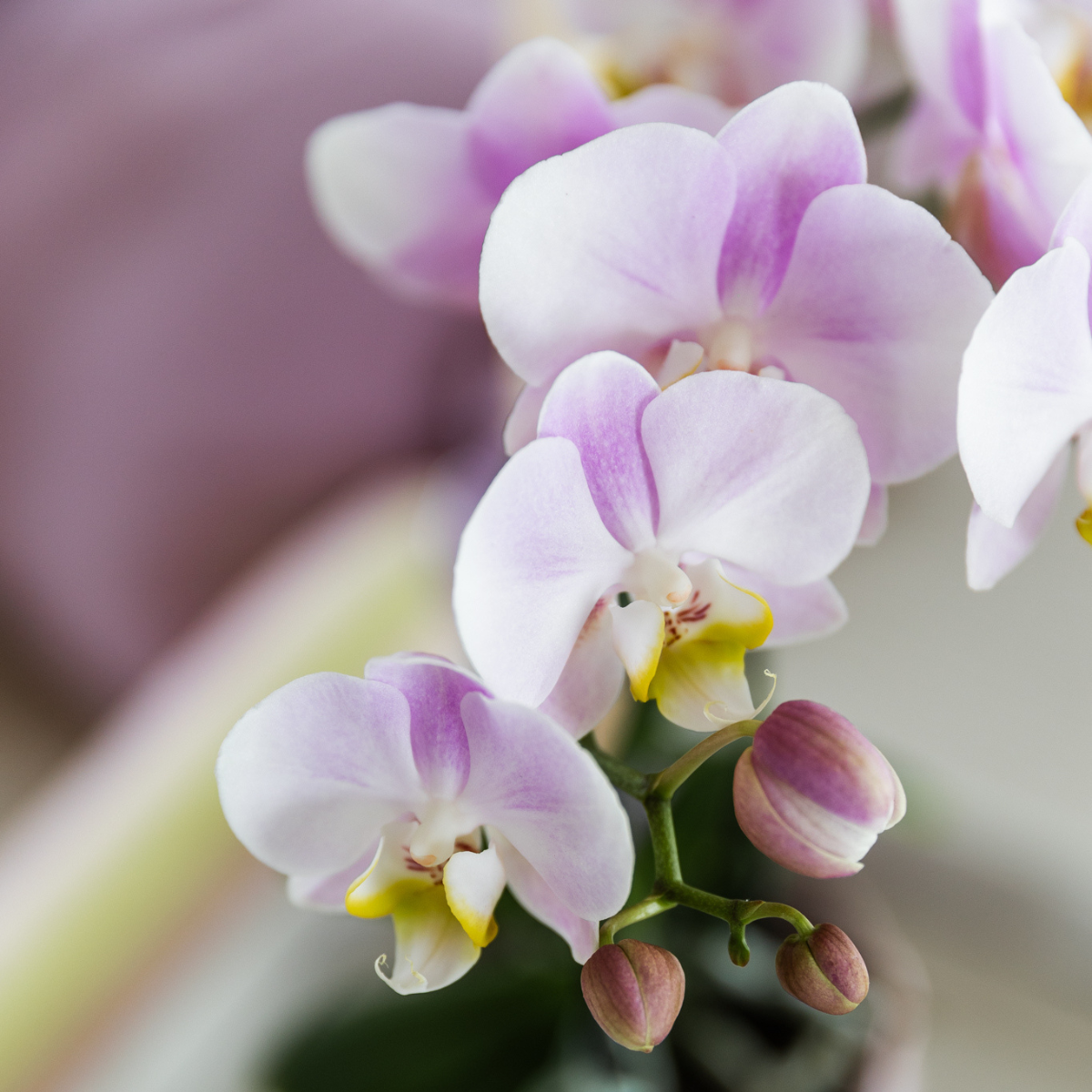 Kolibri Orchids | Gift set Moederdag Big | Groene plant met roze Phalaenopsis orchidee in Simplicity sierpotten roze op bamboe plate