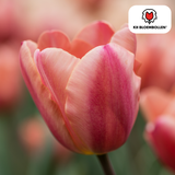 Bulbes de tulipes Apricot Foxx – 20 pièces | KH Bloembollen® | Tulipe saumonée – Élégante & à grandes fleurs – Pour jardin ou pot – Taille 11/12 – Frais du producteur