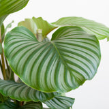 Calathea Orbifolia avec panier Sofia naturel - 65cm - Ø21