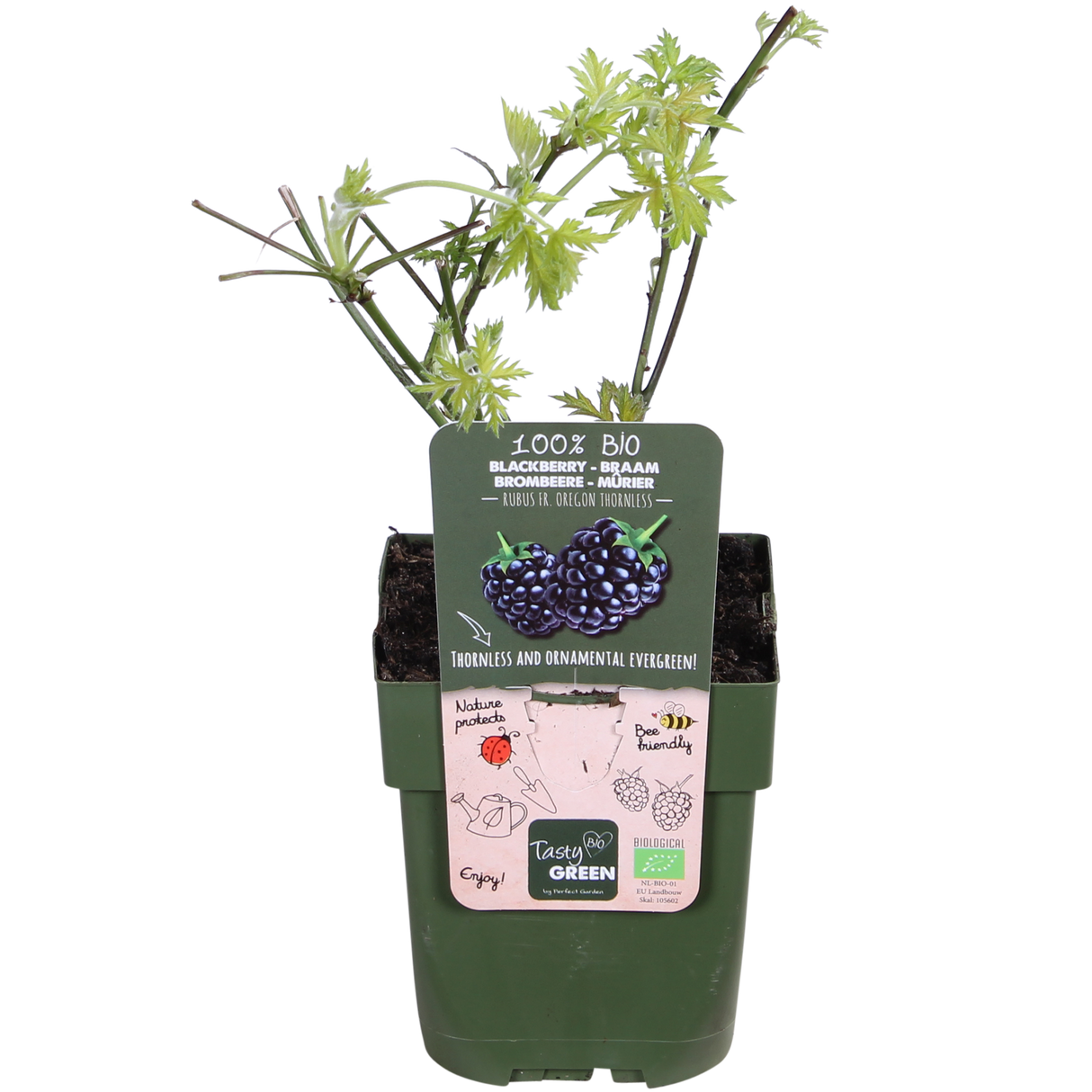 Rubus fruticosus 'Thornless Evergreen' - Dornenlose Brombeere - ↕45cm - Ø13cm