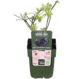 Rubus fruticosus 'Thornless Evergreen' - Dornenlose Brombeere - ↕45cm - Ø13cm