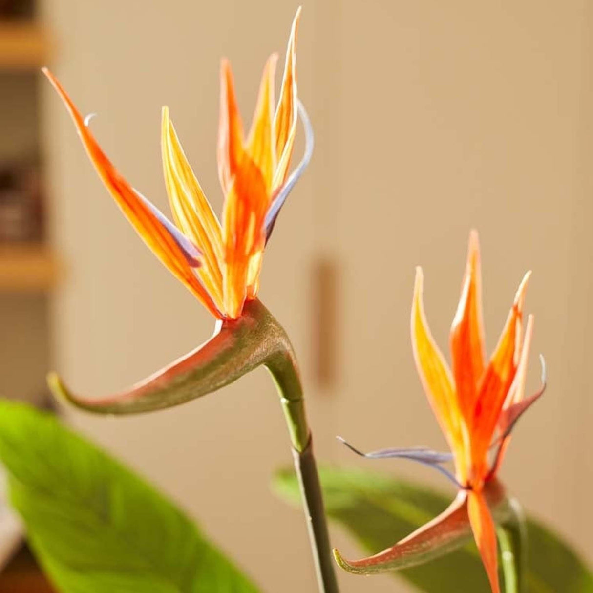 Strelitzia avec fleurs - 120cm - En pot noir - Plante artificielle