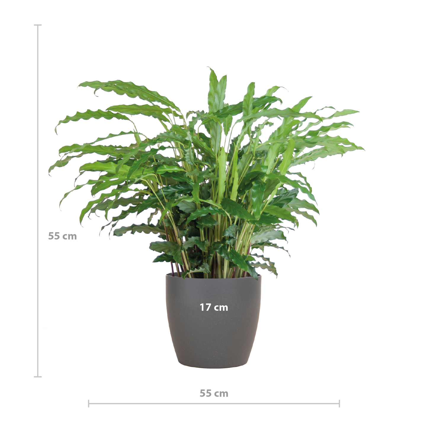 Calathea Rufibarba met Viber grijs - 55cm - Ø17