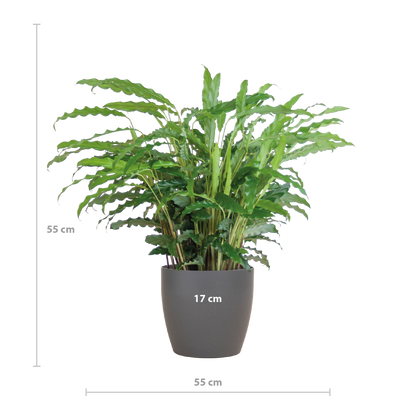 Calathea Rufibarba met Viber grijs - 55cm - Ø17