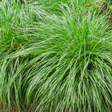 Green boutiQ - Siergrassen - Carex oshimensis Intense Green - Groen - 2 Planten - Bladhoudend - Weinig Onderhoud - Pot 17cm Hoogte 50cm