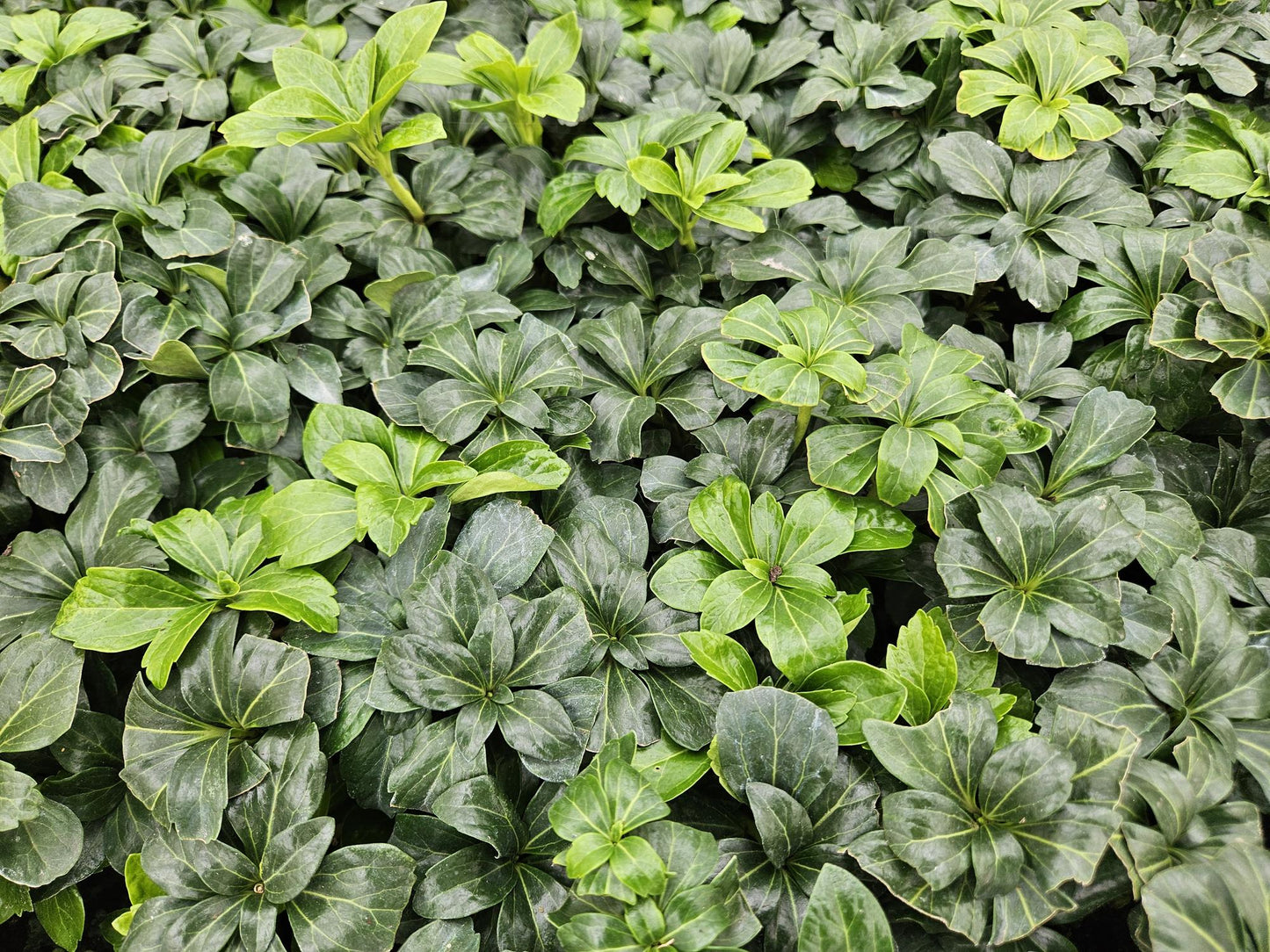 48x Pachysandra term. 'Green Sheen' - ↕10-25cm - Ø9cm