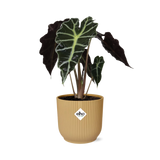 Alocasia ‘Polly’ in ELHO Vibes Fold 14cm geel