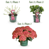 Hortensia - Hydrangea Magical Green Fire - Roze Groen - 6-10 Bloemen - Pot 23cm Hoogte 55cm