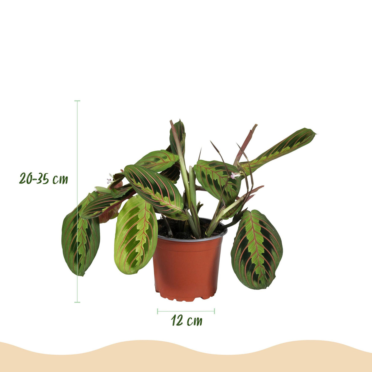 Chlorophytum - Maranta - Calissia - Nephrolepsis - Mix van 4 - Huisdiervriendelijke Planten - Groen - 4 Planten - met Potter Wit - Pot 12cm - Hoogte 25cm