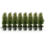 Green boutiQ - Haagplanten - Thuja occidentalis Smaragd - blad groen - 8 planten - 1 strekkende meter - groenblijvend - pot 9cm hoogte 30-35cm