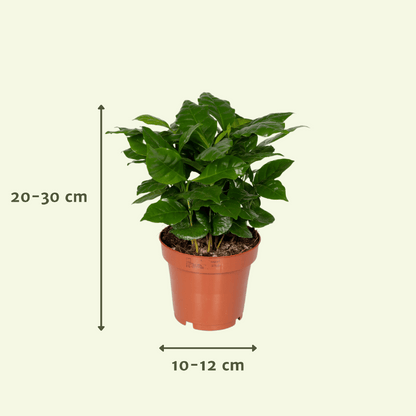 Verrassingsbox - ↕25cm - Ø12cm - x5