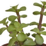 Vetplanten mix 5.5 cm - 10x - zonder pot