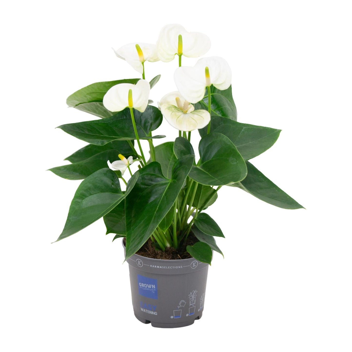 Flamingoplant / Anthurium – ↕43cm – ⌀12cm