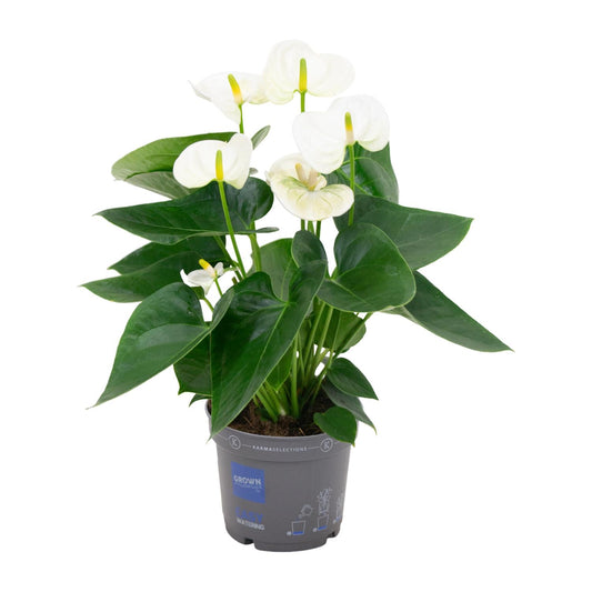 Flamingoplant / Anthurium – ↕43cm – ⌀12cm