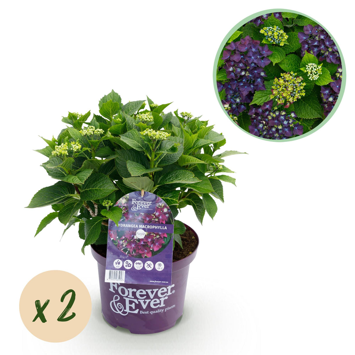 Green boutiQ - Terrasplant - Hortensia - Hydrangea Forever & Ever - Paars - 7-12 Bloemen - 2 Planten - Pot 23cm Hoogte 55cm